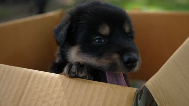 Little Puppy Sits In A Cardboard Box