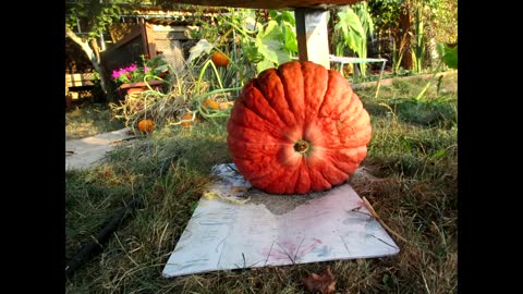 Pumpkin Growing PHOTO Time Lapse Full Video