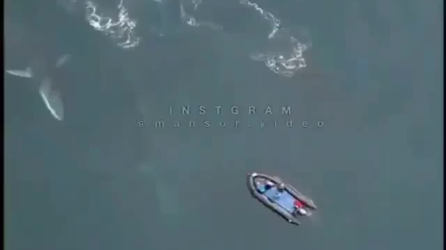 This is a beautiful and charming water-dwelling species