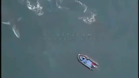 This is a beautiful and charming water-dwelling species