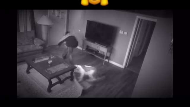 Pet Bull protects owner from intruder, so amaziy