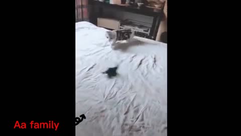 Cat is playing with mouse 🐈️🐀(love animal)