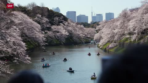 DOK Japan – Der Meister des Zen-Gartens Doku (2020)