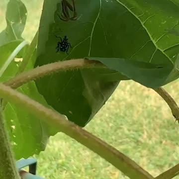 Praying mantis vs spotted lantern fly