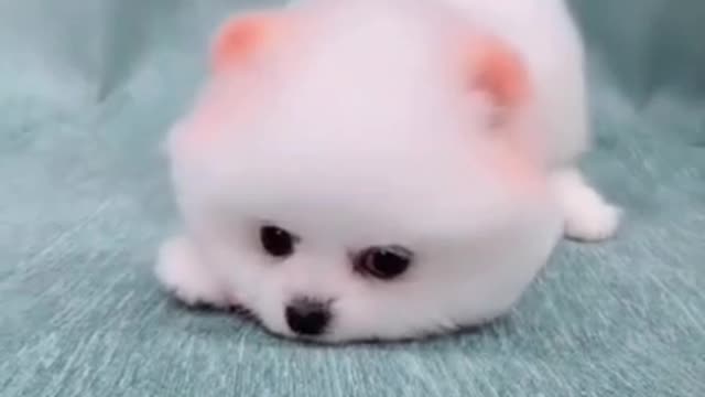 Cute puppy have fun