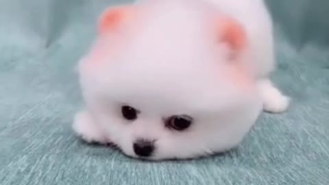 Cute puppy have fun