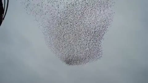 Aberystwyth Starling Cloud