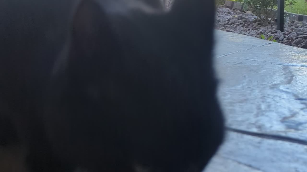 Friendly neighborhood cat