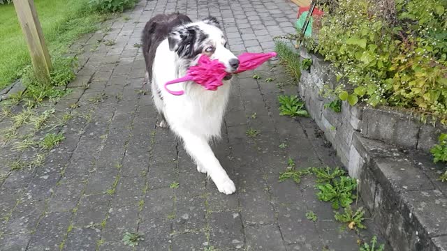 Old Dog Dances With Umbrella