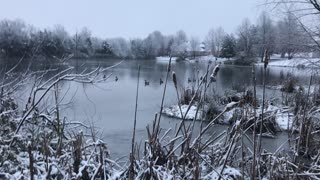 Snow is falling while geese are landing