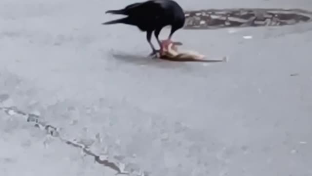 Hungry crow