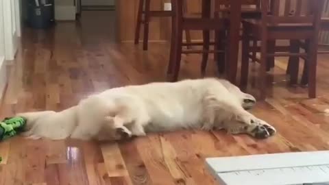 Funny Dogs Videos 2021