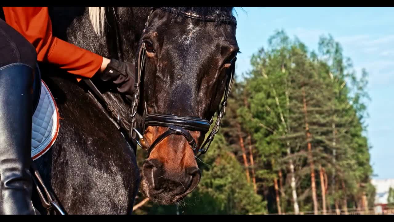 stroking a horse's head