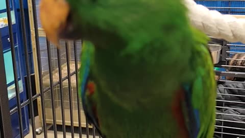 A Male Eclectus