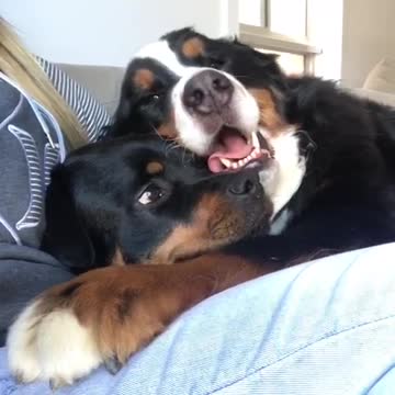 Cranky Rottweiler gets squished by Bernese Mountain Dog