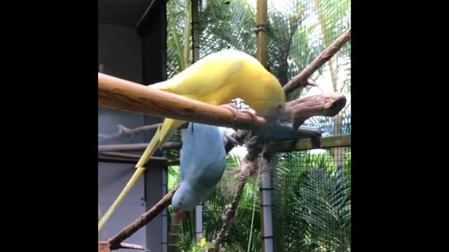 Beautiful parrot 🦜🦜 #short