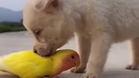Baby cute funny dog video