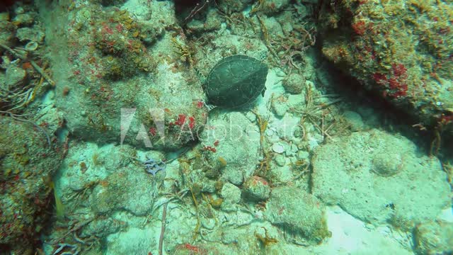 The world's first roundabout set up under the sea... they have made it with a big rock!