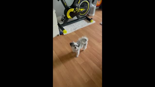 Dog adorable dance