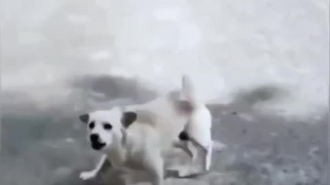 Funny animals video