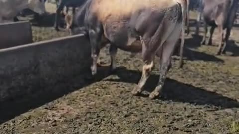 How to stop a bull attack