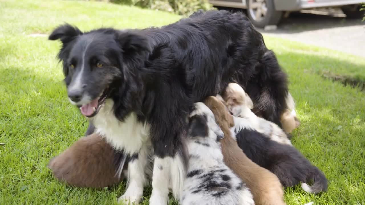 A mother dog breastfeeds her puppies closeup