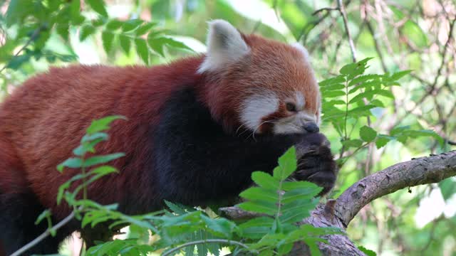 Cute Red Panda