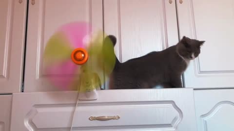 The daring cat wants to touch the rotating electric fan