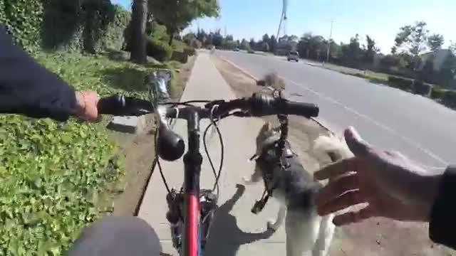 How To Socialize Your Dog Using A Dog Park, 2 Red Husky Female and 1 Male