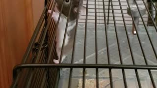 Brown hamster climbing on cage falls down