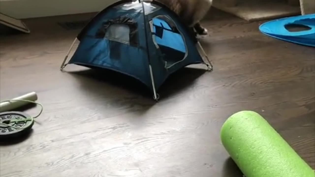 Cat Confounded By Paper Bag