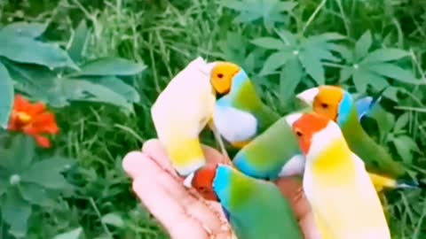 Relax with Lovely and beautiful birds feeding