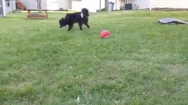 The dog plays alone with the ball