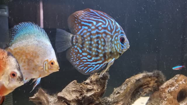 Discus in my Aquarium