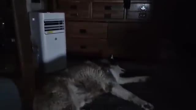 When Granny Can't Get Back Up Again! So Funny!