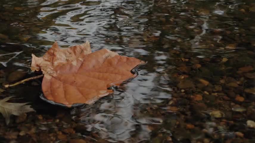 Sounds with Singing Bowls and Birds chirping Sleep Music