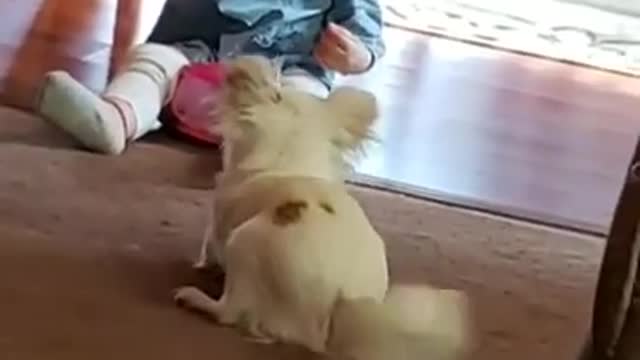 funny video Funny video baby girl and the dog #shorts​​