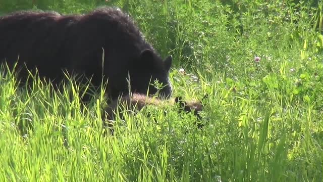 A BABY BEAR