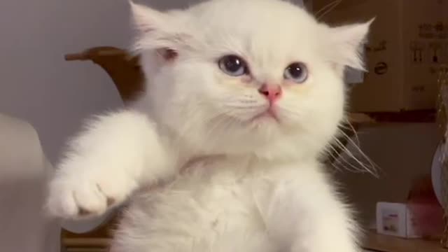 Silly cat!