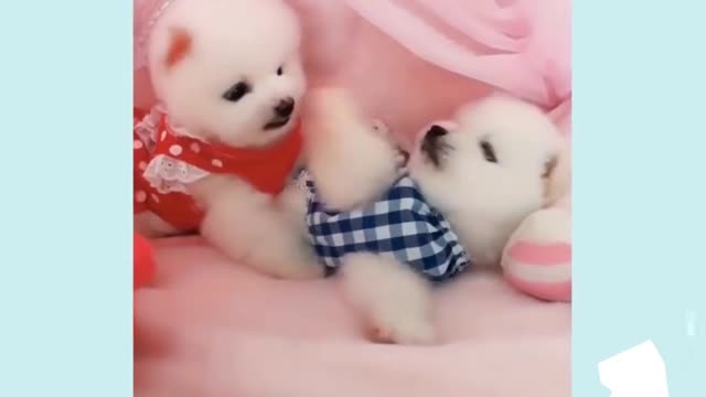 Cute Pets 2