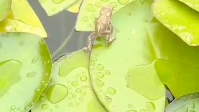 A walking frog in the pond