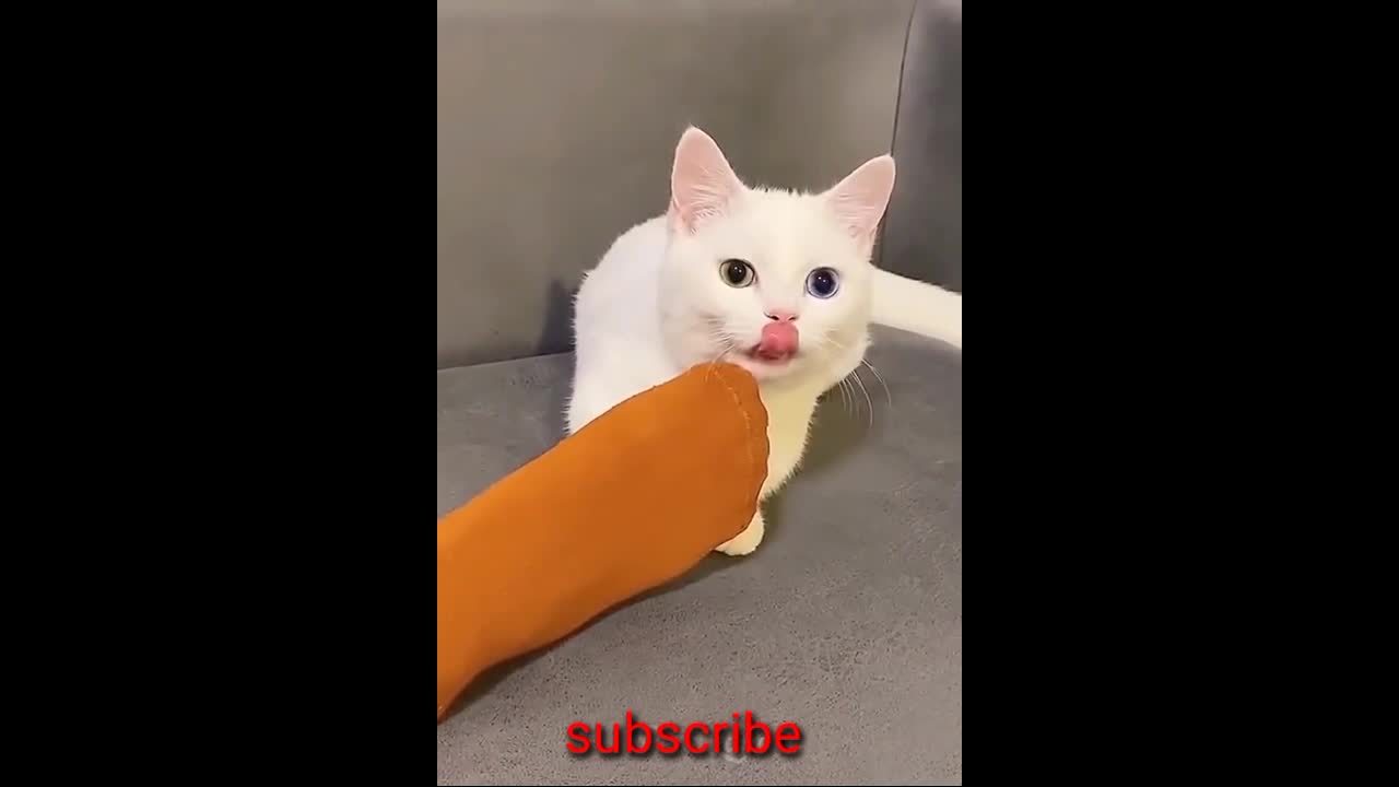 Funny video funny cat 😺