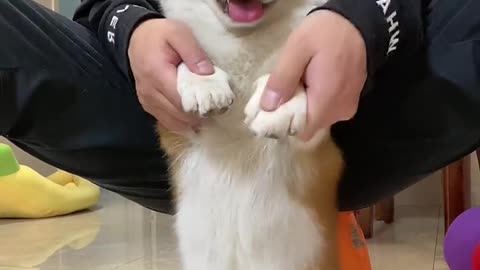 Corgi dancing to music