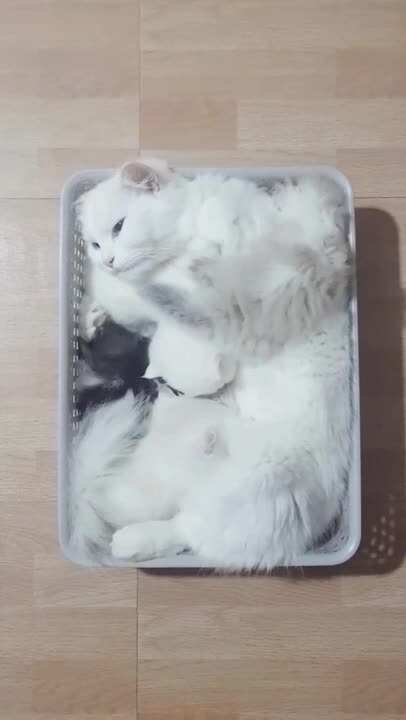 cute cat❤#shorts #cat #cutecat