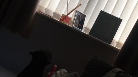 Black dog barking and staring at fly