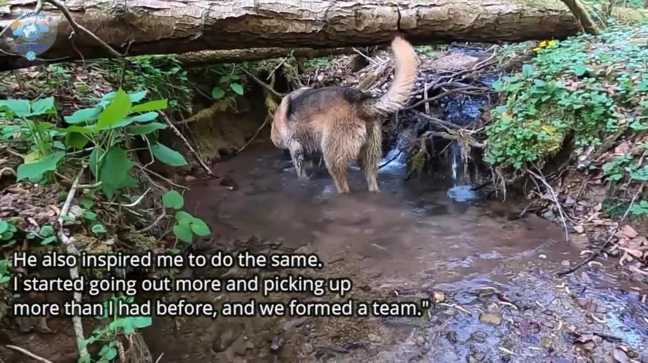 This good boy enjoys recycling: Chipper is a dog on a quest to collect plastic.