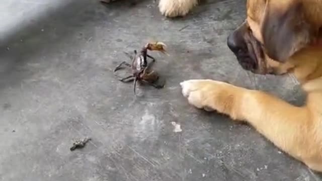 Dogs fight for crabs