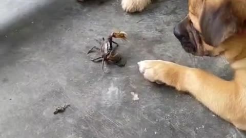 Dogs fight for crabs