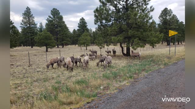 Wildlife White Mountains AZ