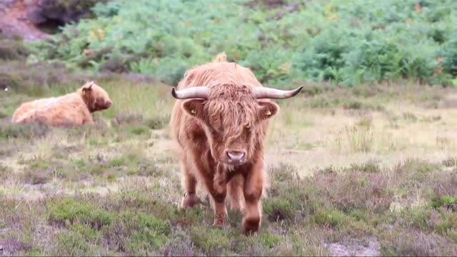 🐄Highland🐄Cow Runs For Treats🐄🤩